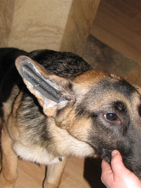 Mystksand German Shepherds And Professional Handling Ear