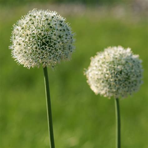 Allium Mount Everest Ail D Ornement Fleurs En Boule Blanc Pur
