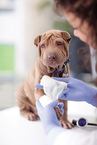 Here's how to clean a dog's wound at home, including the necessary materials. Advancing the Science of Wound Care - Vetericyn Plus ...