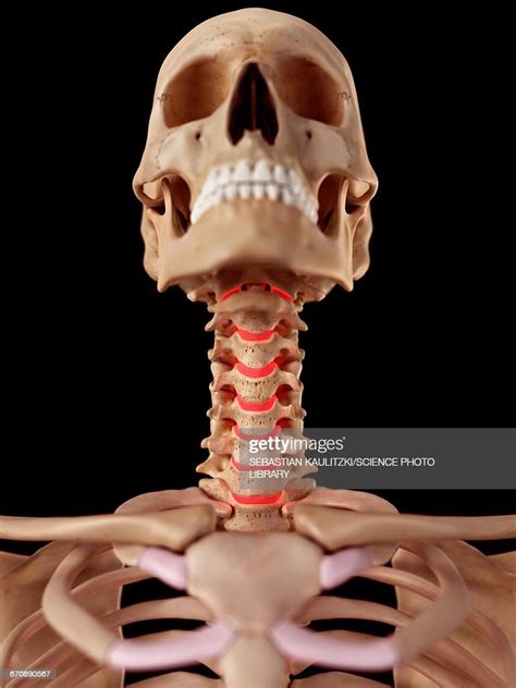 Human Neck Anatomy High Res Vector Graphic Getty Images