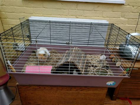 2 Male Guinea Pigs Cage And Accessories In Crowthorne Berkshire