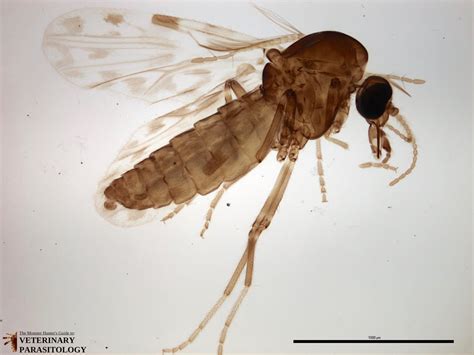 Culicoides Sp Flies Monster Hunter S Guide To Veterinary Parasitology