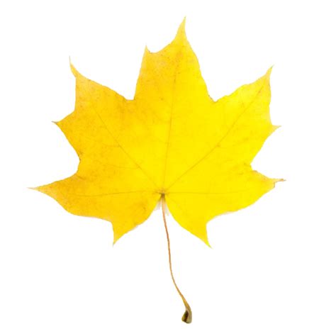 Yellow Fall Leaves Clip Art 10 Free Cliparts Download Images On