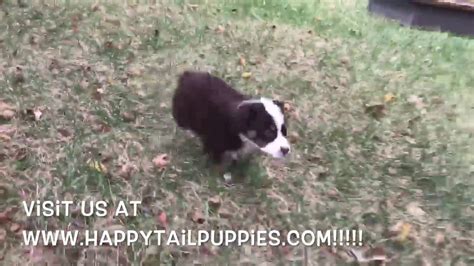 Lancaster puppies advertises puppies for sale in pa, as well as ohio, indiana, new york and other states. Australian Shepherd Puppies For Sale in NC - YouTube