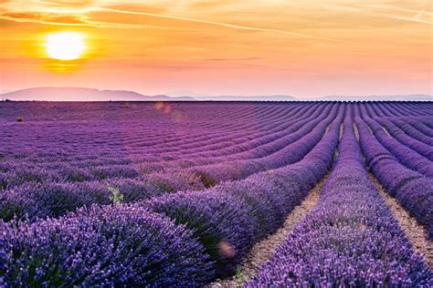 Lavender Valensole Provence France