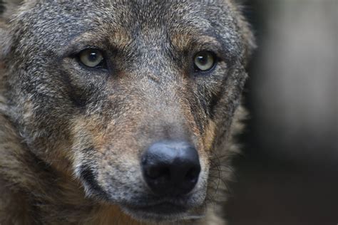 Iberian Wolf Canis Lupus Signatus Zoochat
