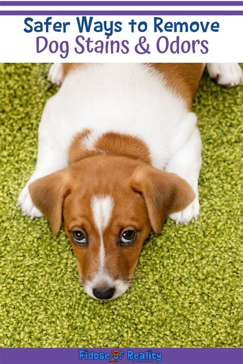 Safer Ways To Remove Dog Stains And Odors Fidose Of Reality Dog