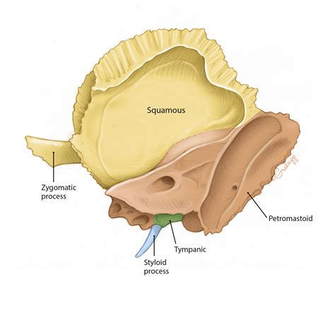 Overview Of Temporal Bone Oto Surgery Atlas