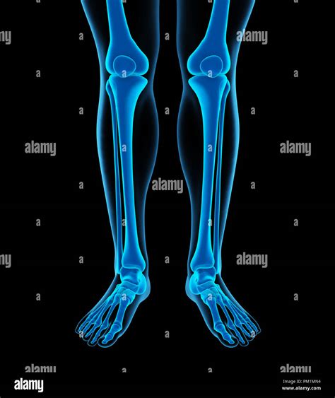 Medical Illustration Leg Bones Hi Res Stock Photography And Images Alamy