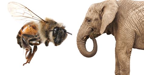 How Bees Reduce Elephant Poaching Ian Somerhalder