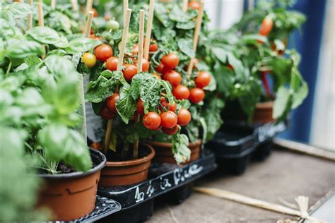 How To Plant Tomatoes In A Pot Plant Ideas