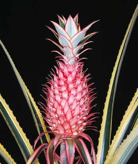 Ananas Bracteatus Monaco Nature Encyclopedia