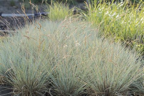 Ornamental Grass Care Ornamental Grasses