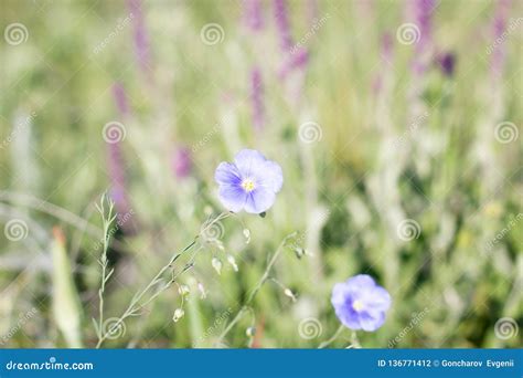 Blauwe Wilde Bloemen De Natuurlijke Lente Stock Foto Image Of Velen