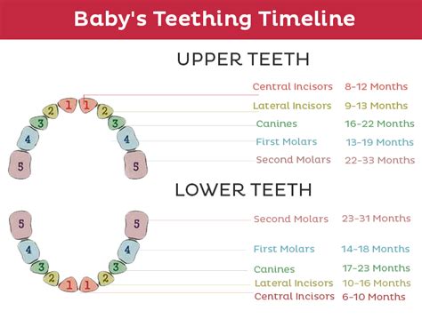 Baby Teeth Chart A Full Teething Timeline Pampers