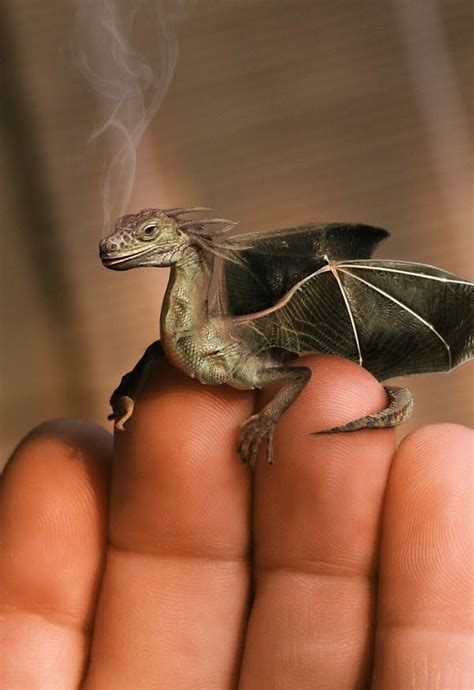 Make Sure To Train Your Dragons While Theyre Young Dragon Pictures