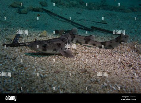 Nursehound Shark Hi Res Stock Photography And Images Alamy