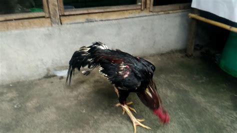 Ternak ayam bangkok harus dilakukan dengan benar, supaya hasilnya lebih maksimal. Ayam Bangkok Pacek Ukuran Besar #V01 - YouTube