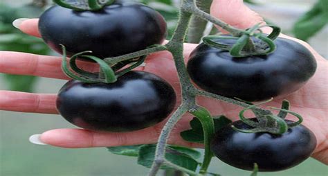 Black Tomatoes Latest Colour Swap Food Craze Emtv Online