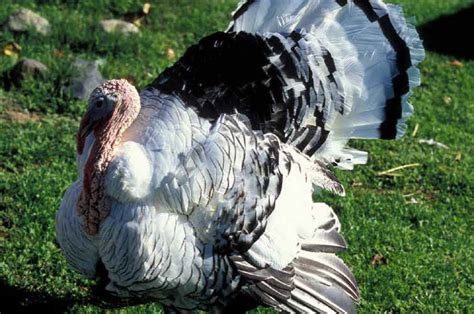 Domestic Turkey Photos Animals In The Wild Wildlife Photography By