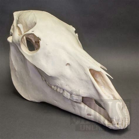Pin By Pat Kimble On H O R S E Horse Skull Animal Skeletons Skull