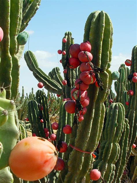 Cereus Repandus Peruvian Apple Hedge Cactus World Of Succulents