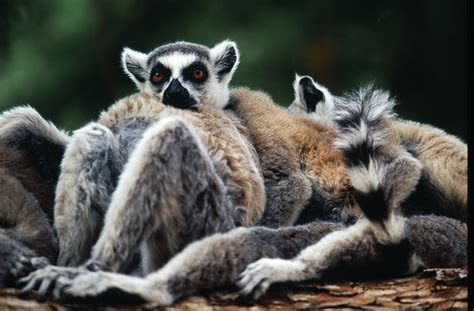 Ring Tailed Lemurs Madagascar Revolution