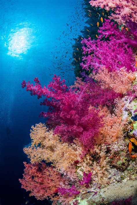 Blog An Introduction To Coral Reefs — The Reef World Foundation