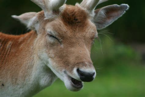 Laughing Deer Lou1good Flickr