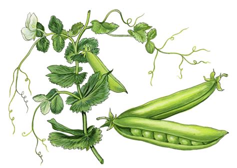 Pea Pisum Sativum L Domestication The History Of Peas And Humans