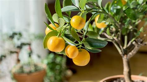 Zitruspflanzen Wie Orangen Mandarinen Und Zitronenbäumchen Verbreiten Auf Balkon Und Terrasse