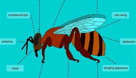 Parts of a Bee {Simple Guide to Bee Anatomy}- Carolina Honeybees