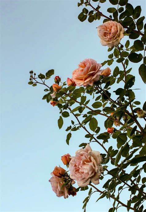 15 Incomparable Flower Wallpaper Iphone Aesthetic You Can Get It