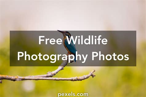 1000 Engaging Wildlife Photography Photos · Pexels · Free Stock Photos