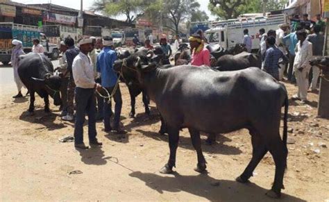 Ban On Cattle Trade Likely To Hit Beef And Leather Exports