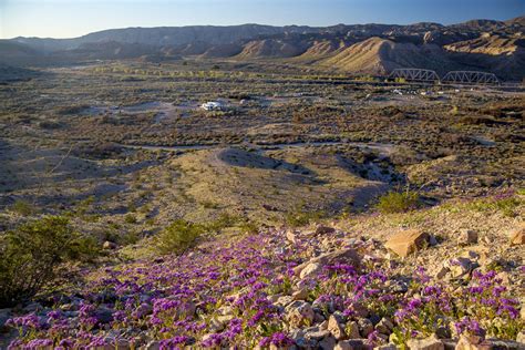 Purple Flowers On The Afton Canyon Landscape In The Mojave Desert Image