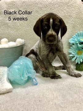 German shorthaired pointer club of america. German Shorthaired Pointer puppy for Sale in VISALIA, CA ...