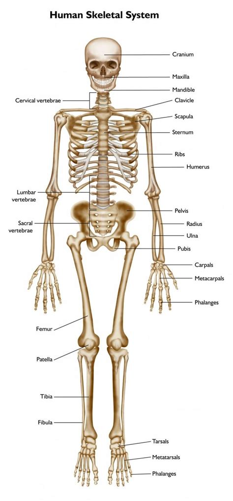 Full Skeleton Labeled Body Bones Human Skeletal System Human