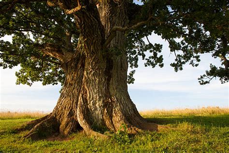 Old Tree Stock Photos Pictures And Royalty Free Images Istock