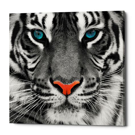 Epic Graffiti Thrill Of The Tiger Giclee Canvas Wall Art 12x12