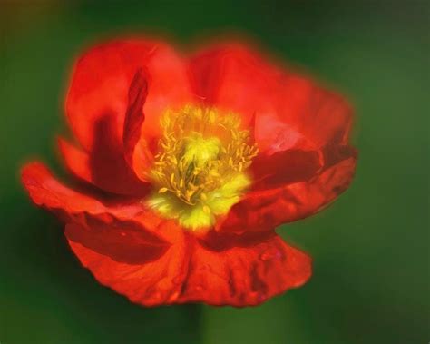 Bright Red Iceland Poppy By Teresa Wilson Fine Artwork Poppies