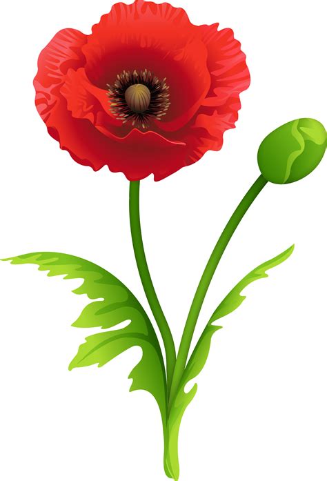 Red Poppy Clipart Image Poppy Clipart Png Download Full Size