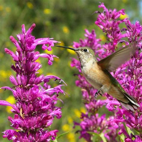 Make Your Yard A Hummingbird Magnet High Country Gardens High