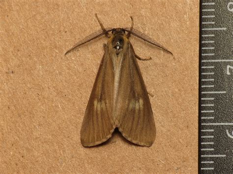 California Oak Moth Photo By Donald Hobern Flickrpeqr2xt