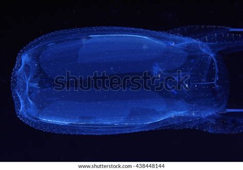 Box Jellyfish Alatina Alata Most Toxic Stock Photo 438448144 Shutterstock