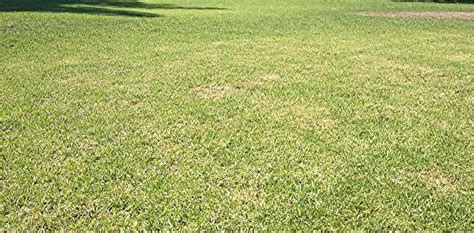 How To Fix A Yellow Or Browning Lawn Myhometurf
