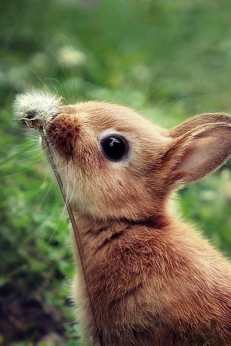 Adorable Bunny Smelling Flower Pictures Photos And Images For