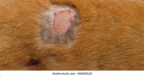 6351 Dog Skin Disease Bilder Stockfotos Und Vektorgrafiken Shutterstock