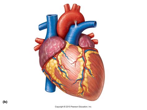 Real Heart Label The Diagram Of Human Heart Animated Real Clipart