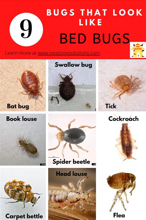 9 Bugs that look like bed bugs | Bed bugs, Bed bugs pictures, Bat bugs